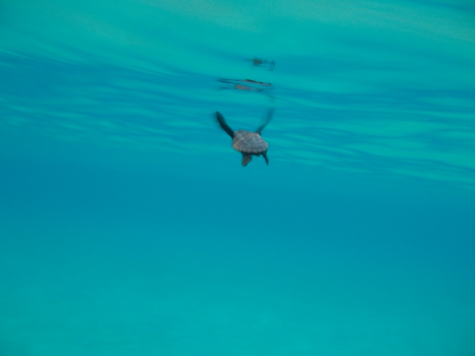 schiusa di Caretta caretta a Cefalonia